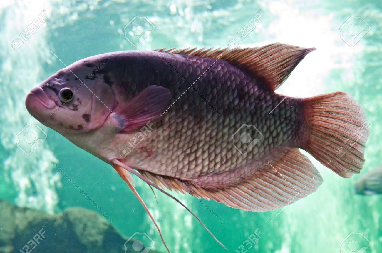 5 Characteristics That All Fish Have in Common