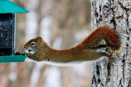 Squirrel-Hanging-Funny-Nature-Picture.jpg