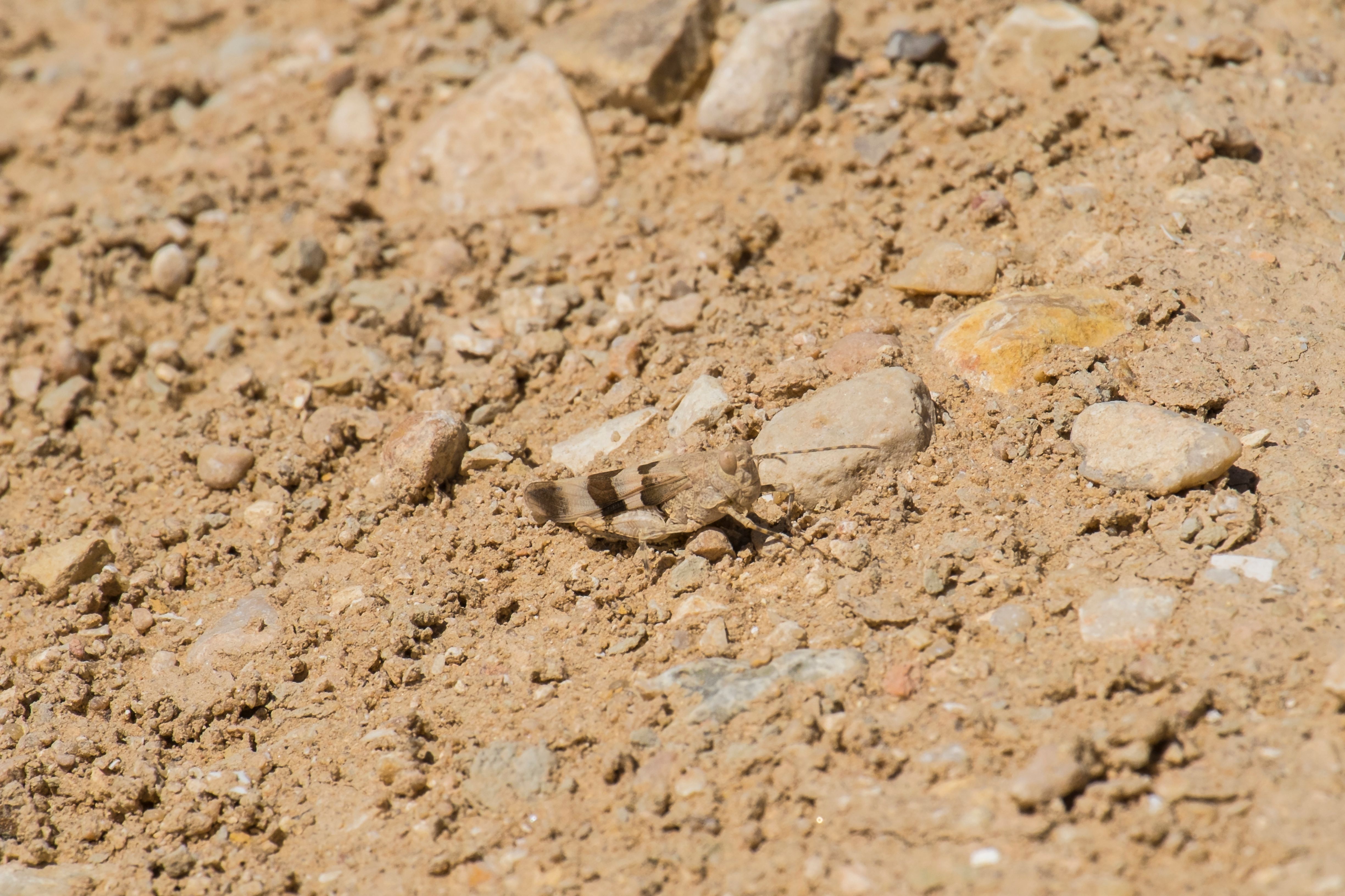 Deserted Israeli grasshopper.jpg