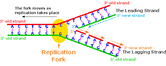 DNA replication.gif