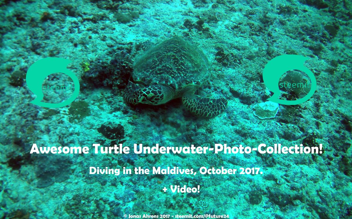 turtle-maldives-2017-south-ari-atoll-vilamendhoo_steemit.jpg