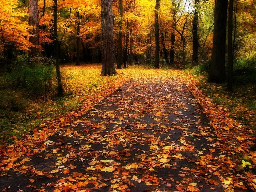 forest-trees-colorful-park-beautiful-path-fall-photography-nice-autumn-leaves-wallpapers-for-android.jpg