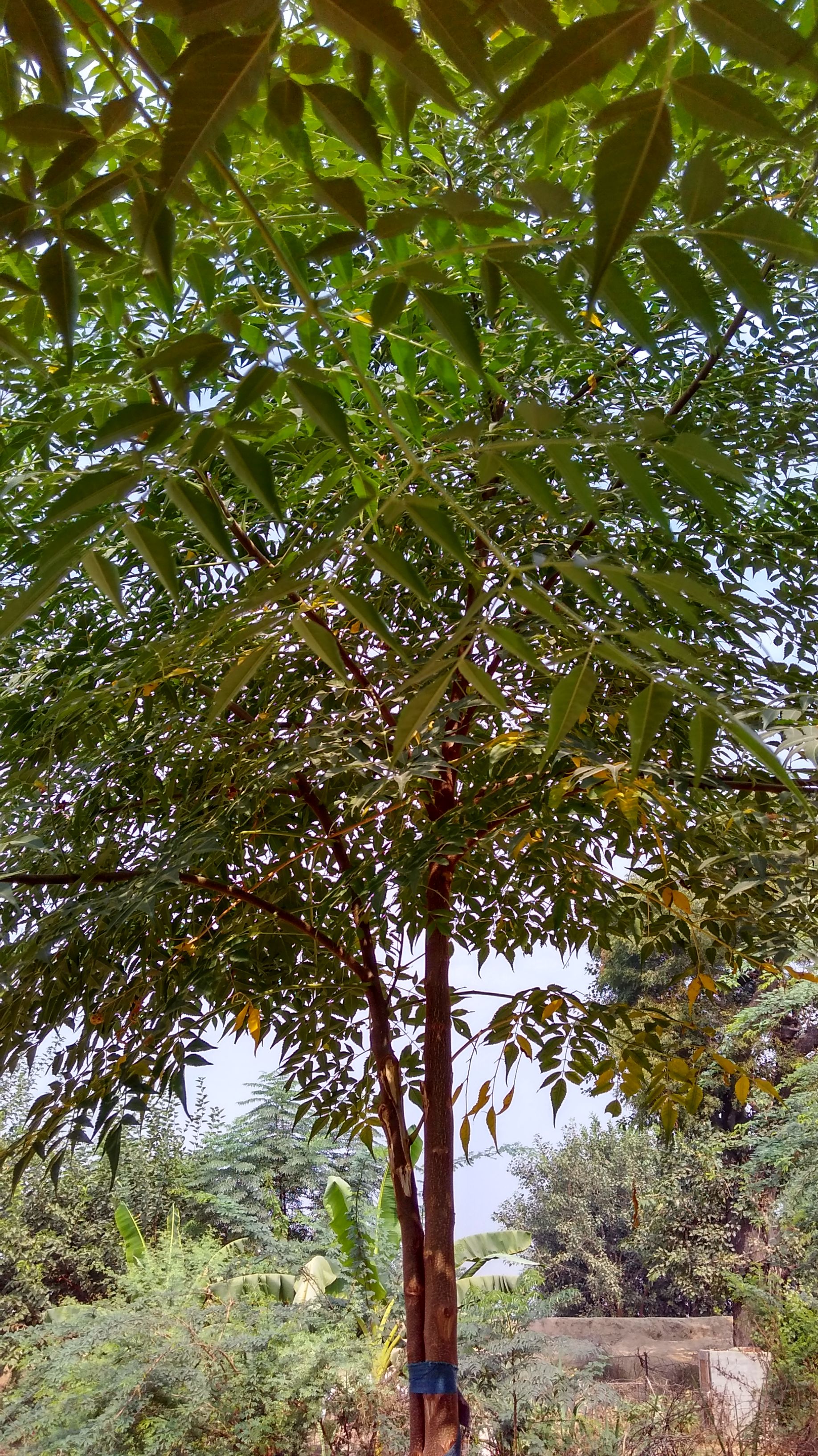 IMG_20171022_104348_HDR.jpg