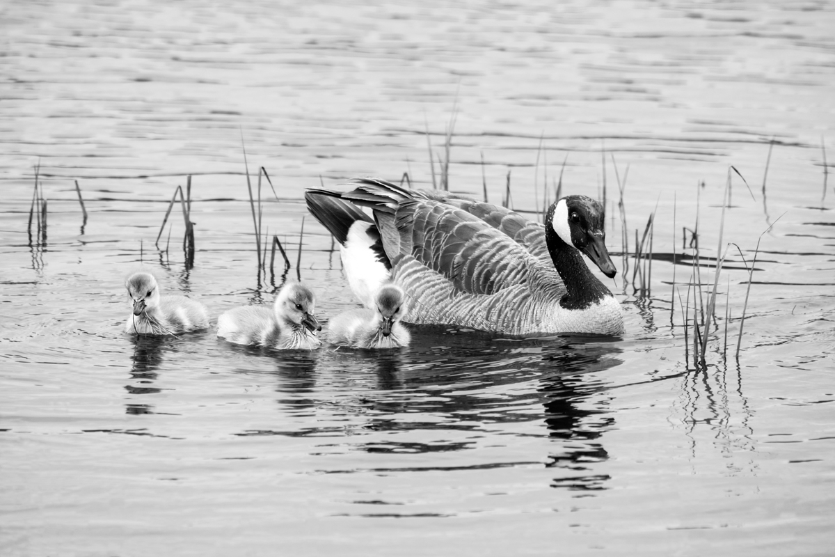 Canadian Goose and Goslings.jpg