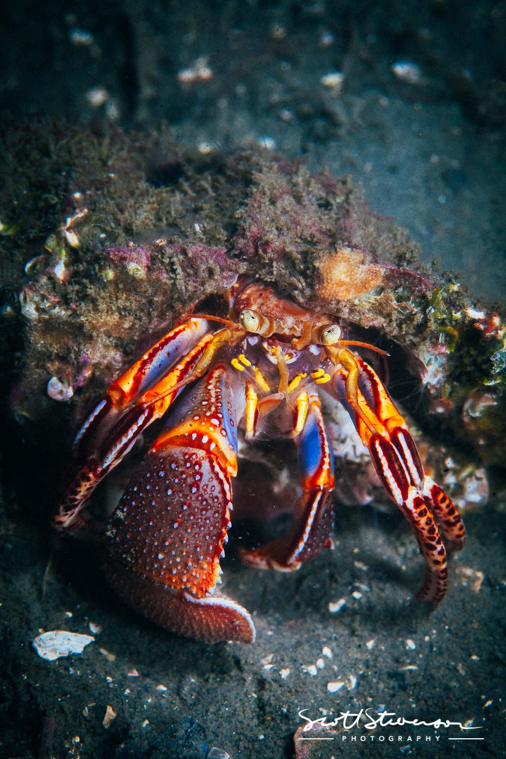 Widehand Hermit Crab-1.jpg