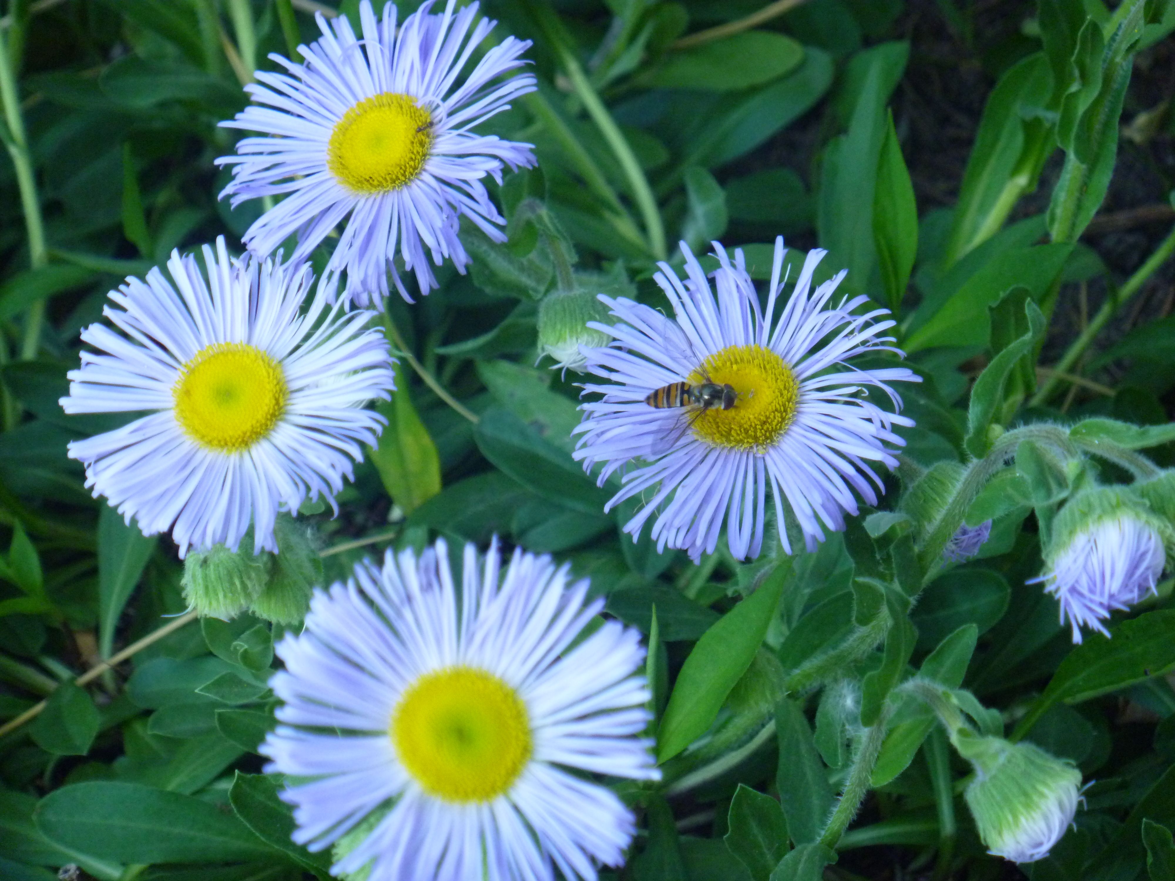 (299) Flores en parque en Elemag.JPG