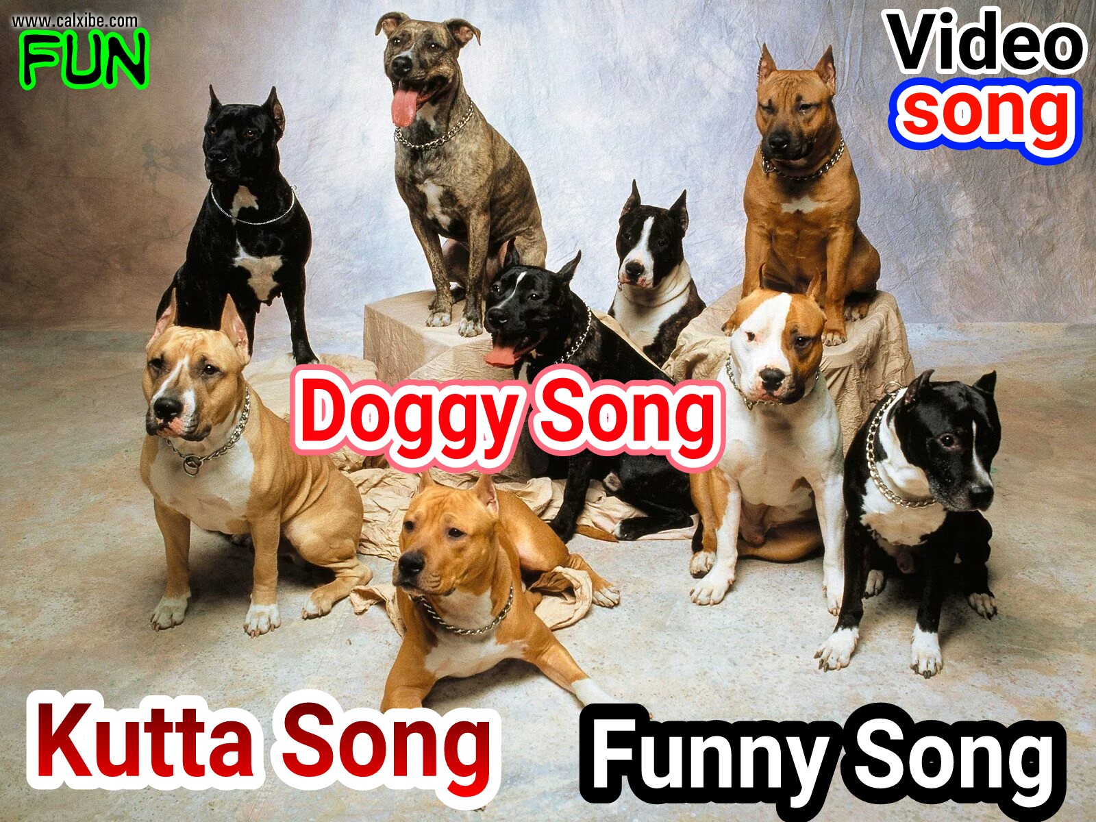 Kutta best sale funny video