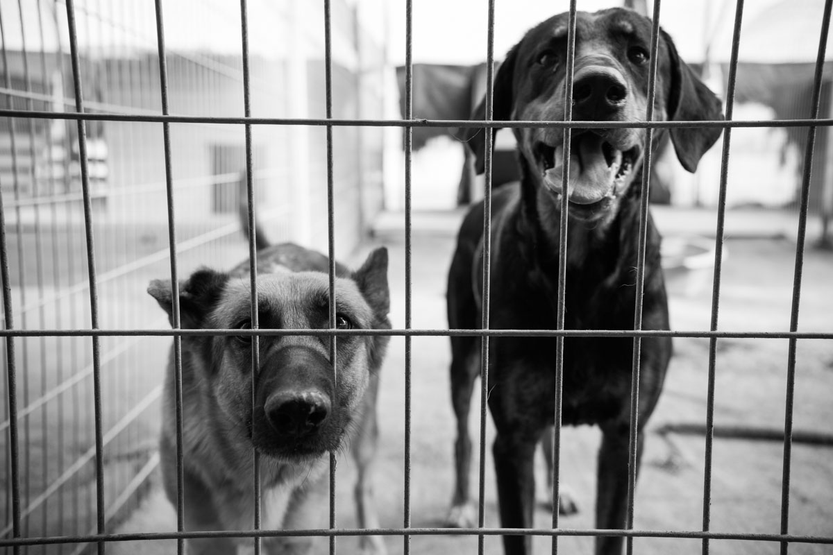 Dogs_adoption_2017_by_Victor_Bezrukov-10.JPG