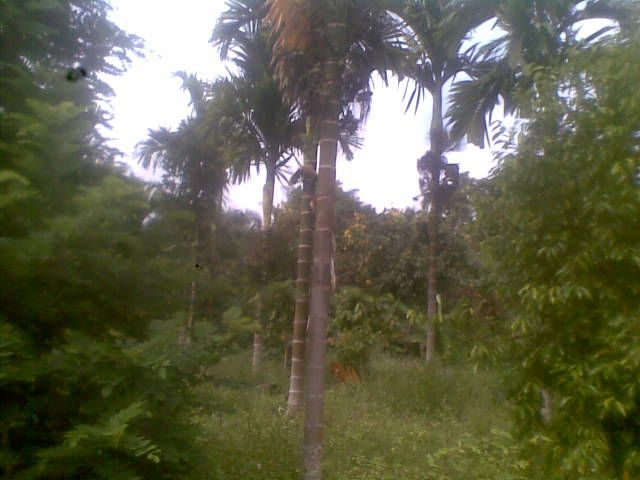 areca nut.jpg