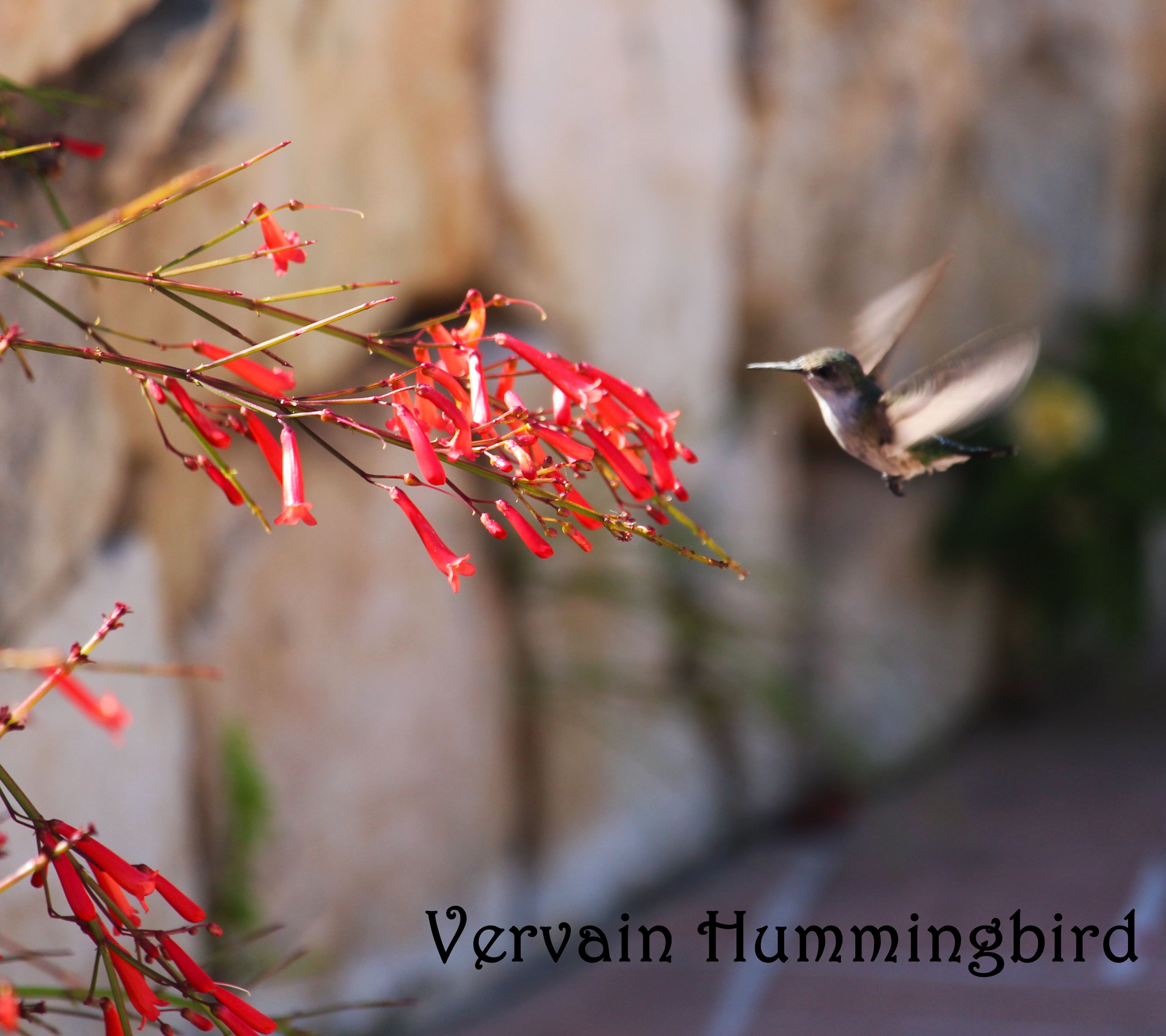 Vervain Hummingbird.jpg