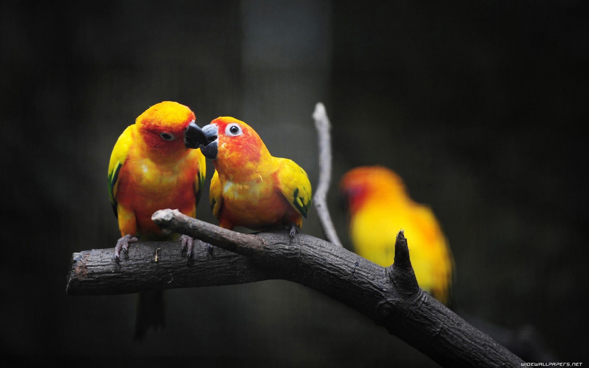 6997590-love-birds.jpg