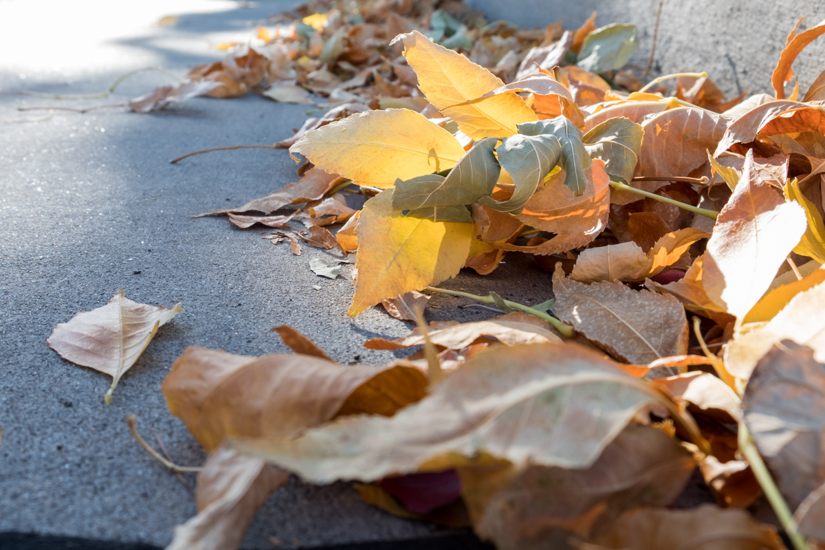 Yellow Leaf.jpg