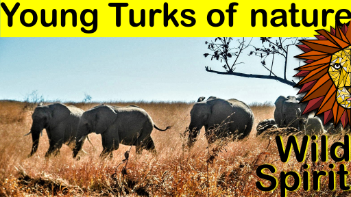 young turk elephants.png