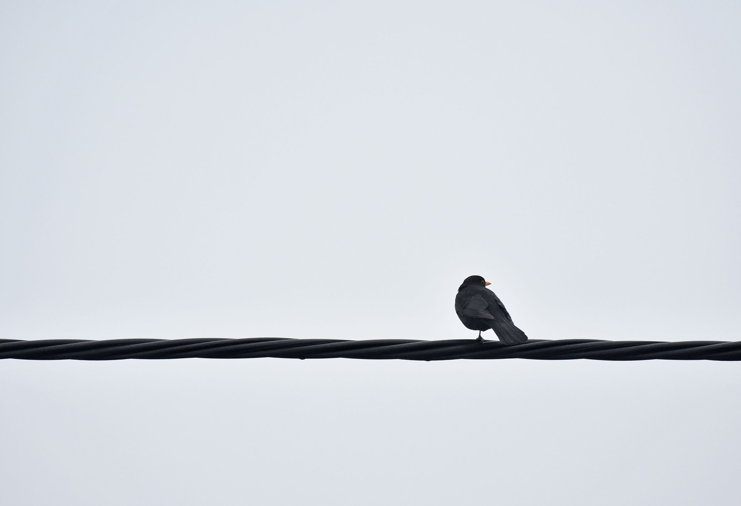 blackbird on line minimal.jpg