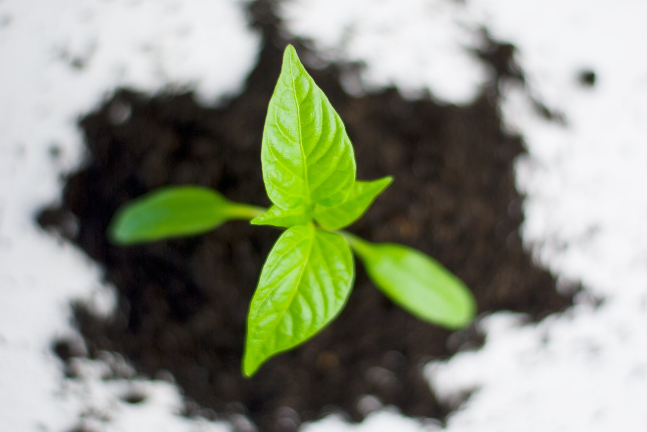 plant-paprika-pepper-grow-82728.jpeg