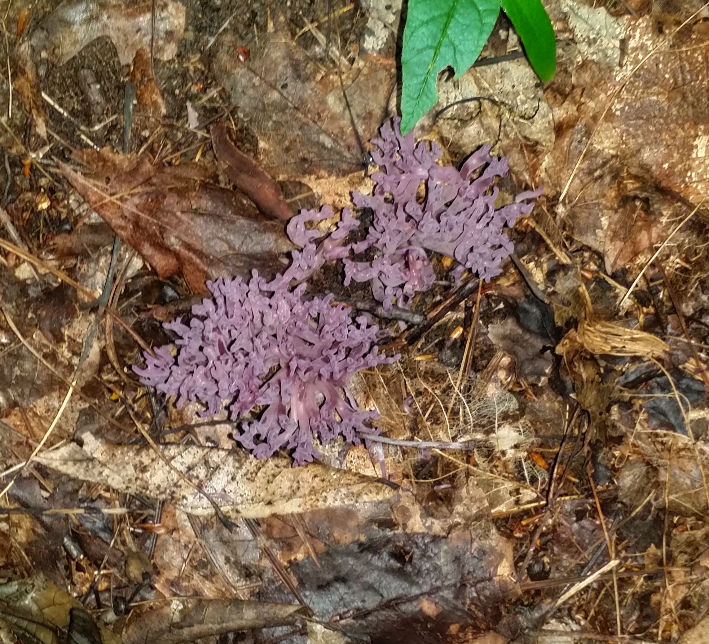 mushroom violet.jpeg