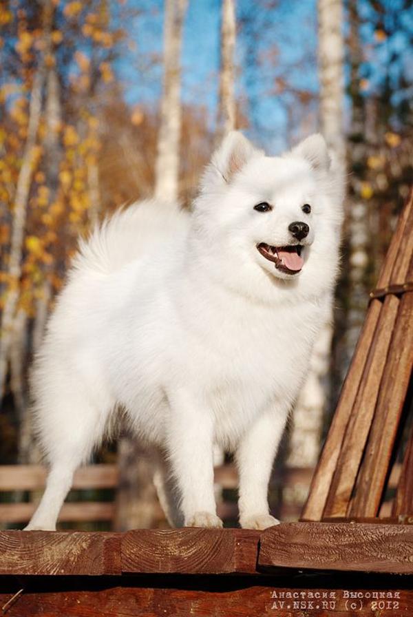 Японский самоед. Шпиц альбинос. Маленький шпиц облачко. Самоедская лайка и японский шпиц. Шпиц самоед.