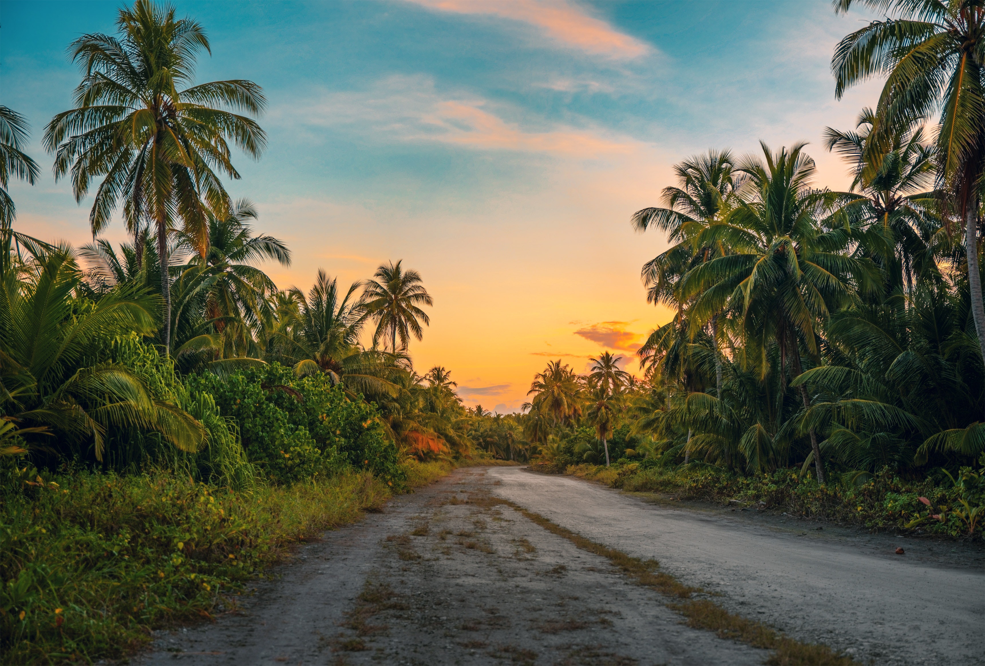 coconut-trees-dawn-daylight-1033729.jpg