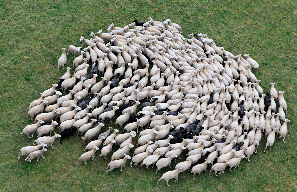 mouton-prairie.jpg