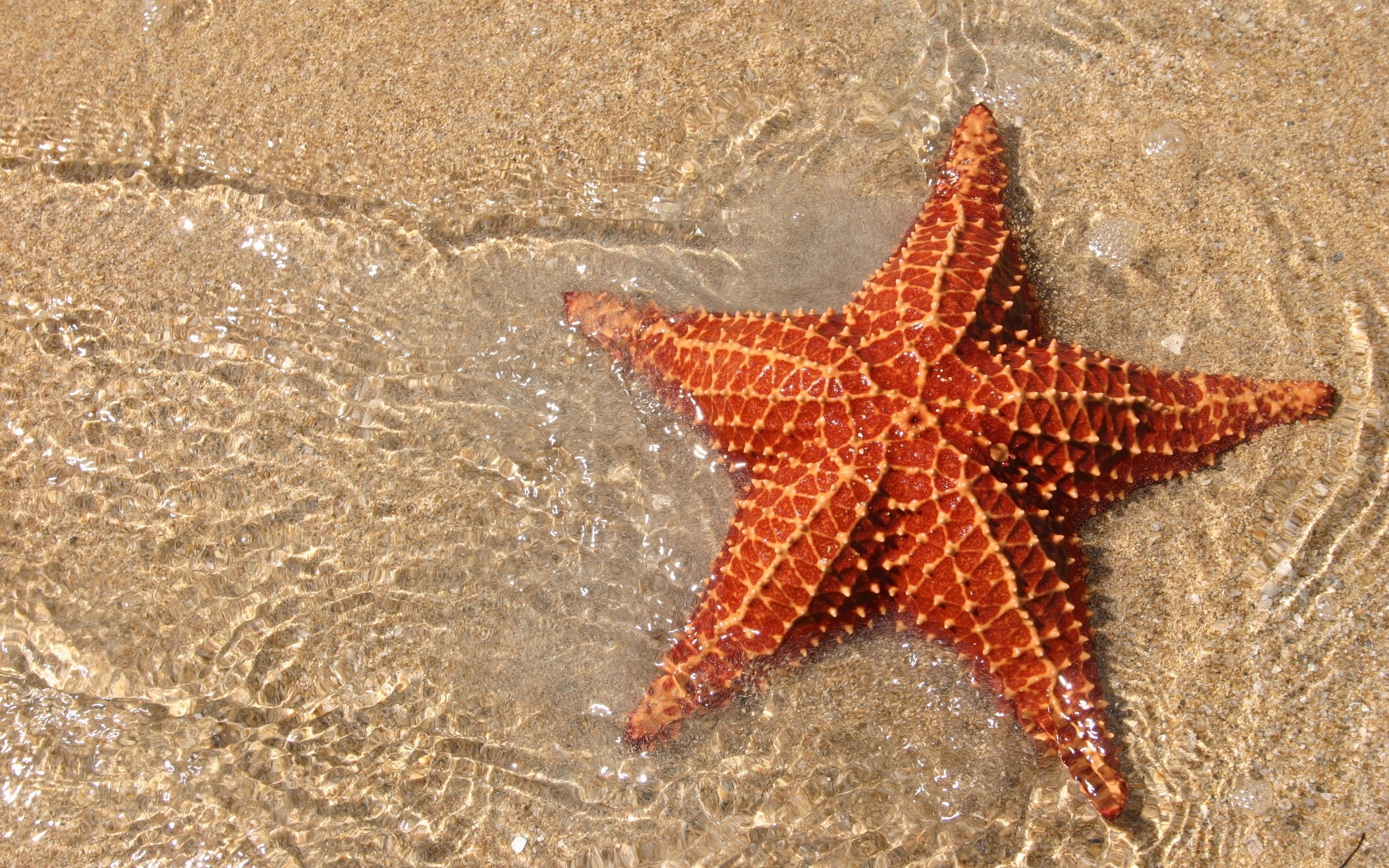 starfish-1.jpg