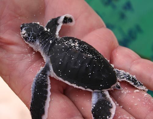 baby-green-turtle-brevard-county-florida-turtle-walks-nesting-season-blog_500.jpg
