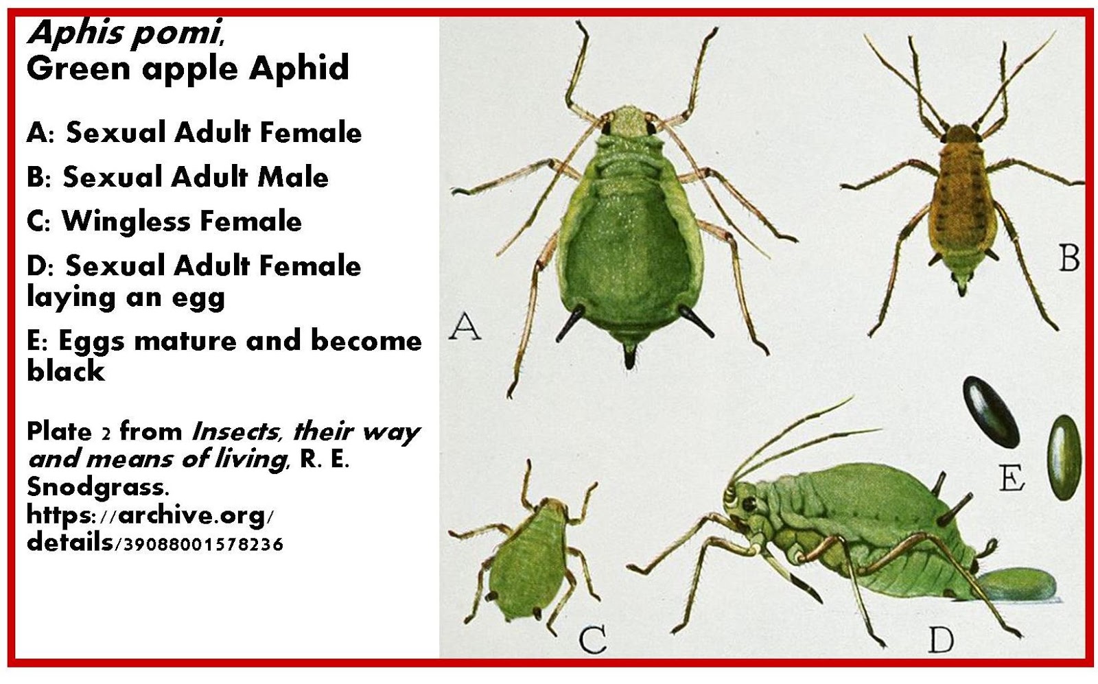 Aphid life cycle Aphid pomi Pengo Wikimedia Commons.jpg