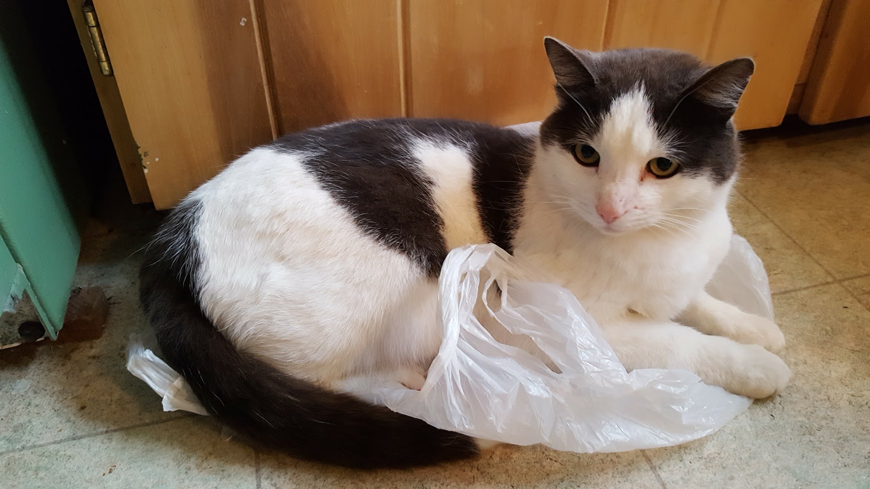 cat on plastic bag.jpg