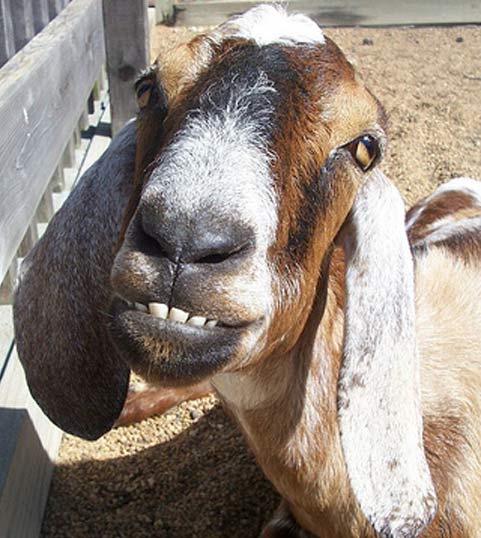 nice-smile-nubian.jpg