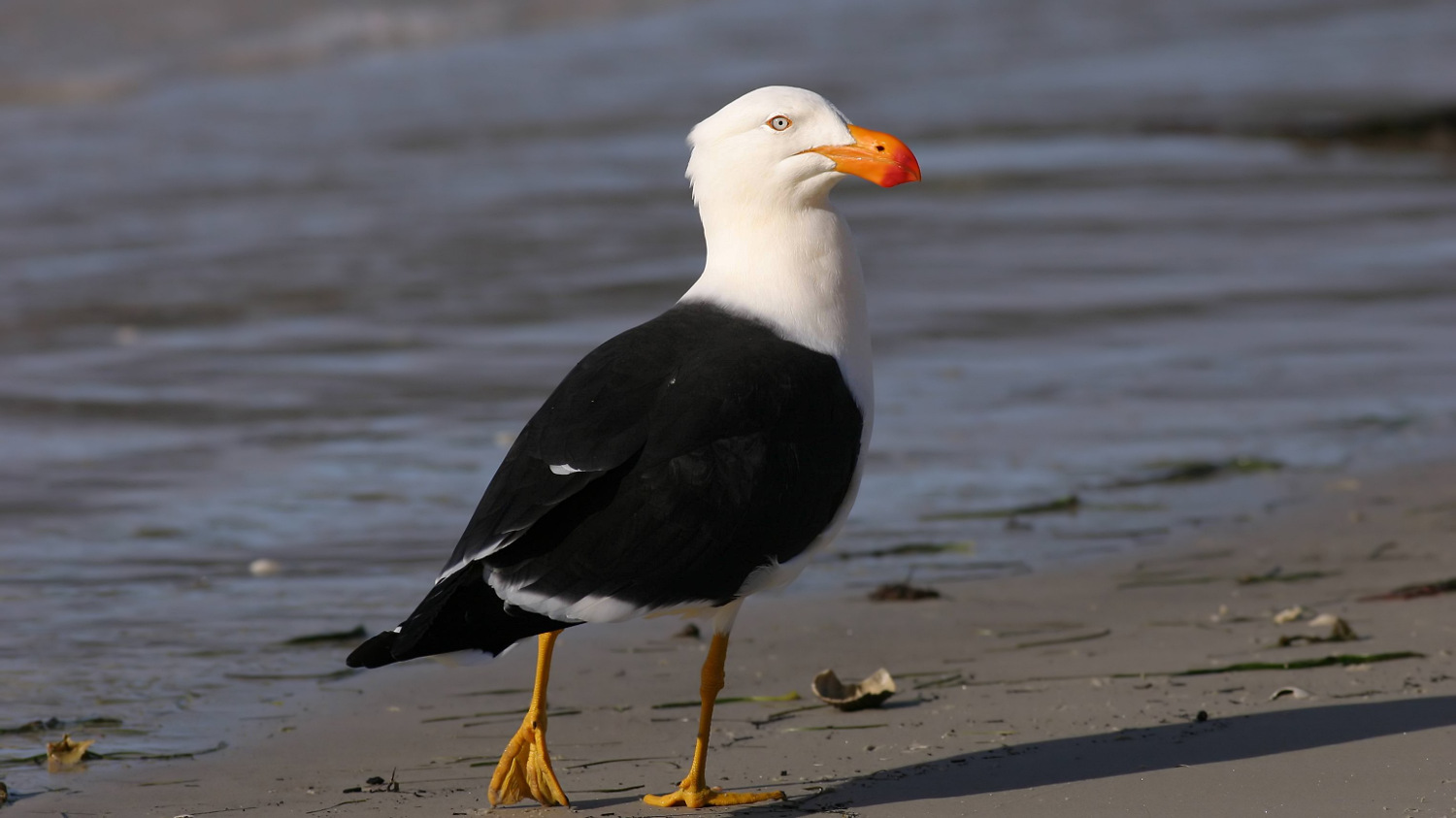 Pacific Gull Tas 2.jpg