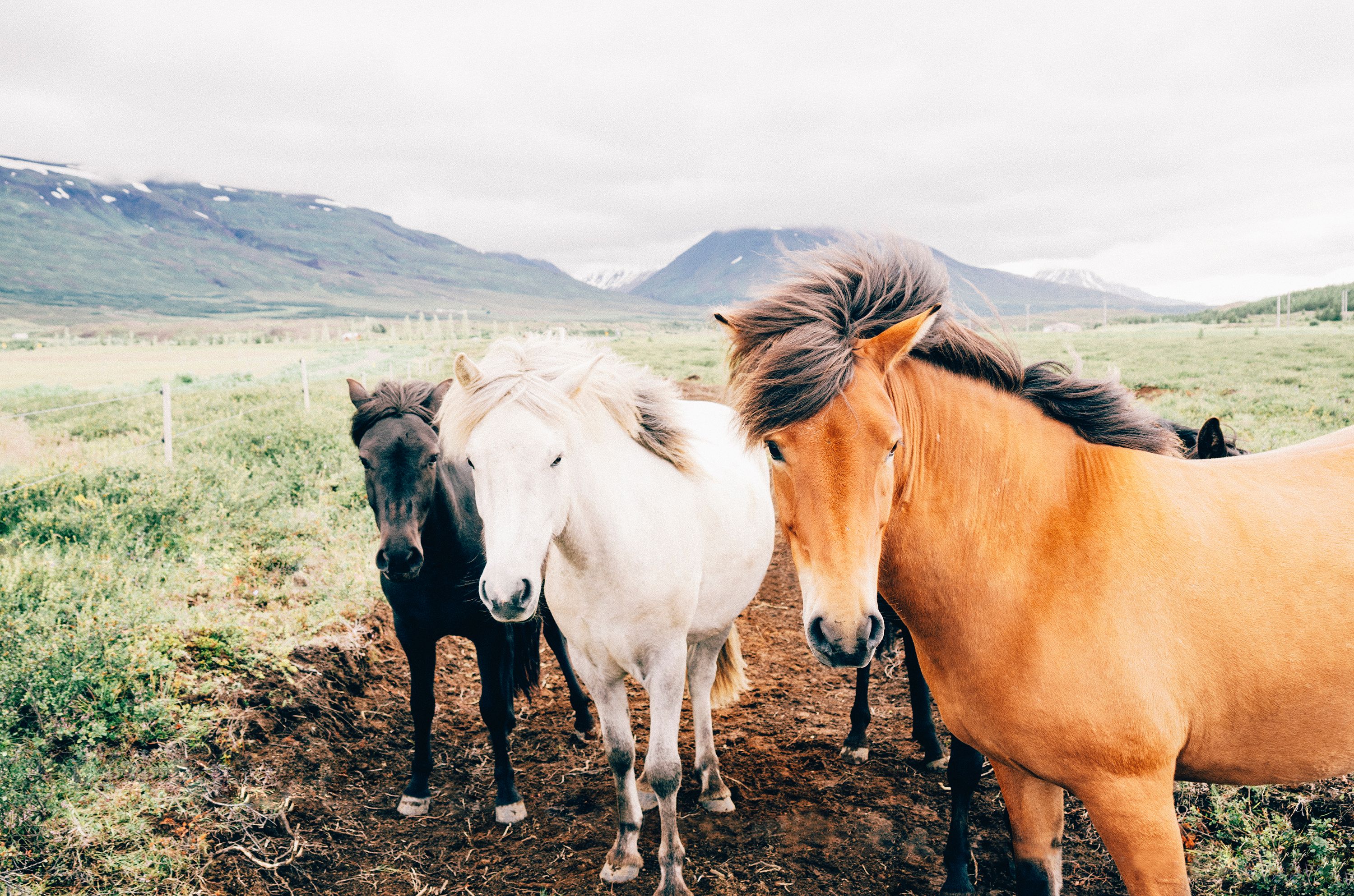 farm-animals-horses.jpg