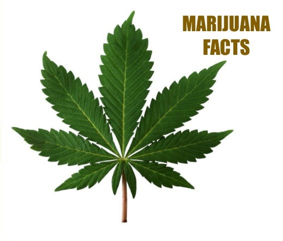 facts-about-marijuana-1-638.jpg