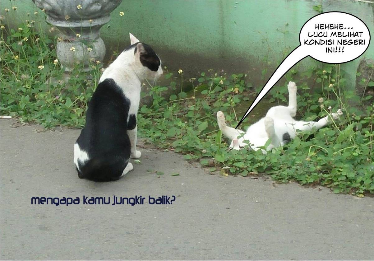Indonesia Meme Challenge Kucing Jungkir Balik Steemit