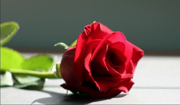 Red Rose Flower Love Romance