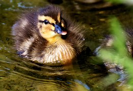 mallard-2460884__180.jpg