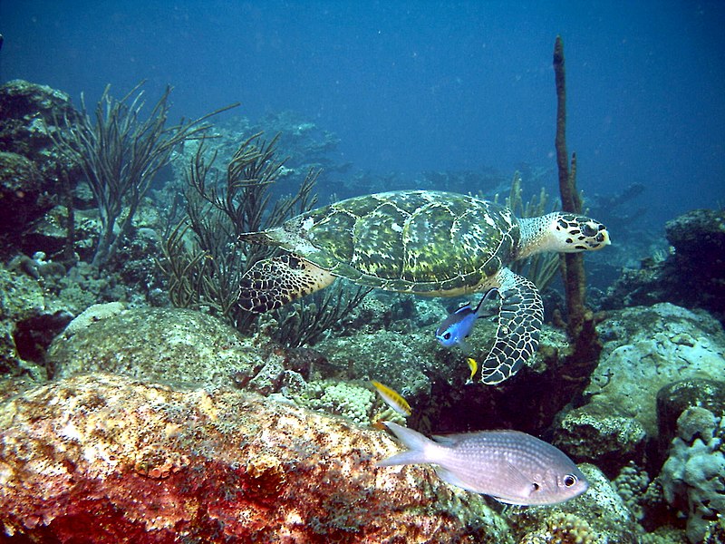 arrecife en el parque nacional morrocoy.jpg