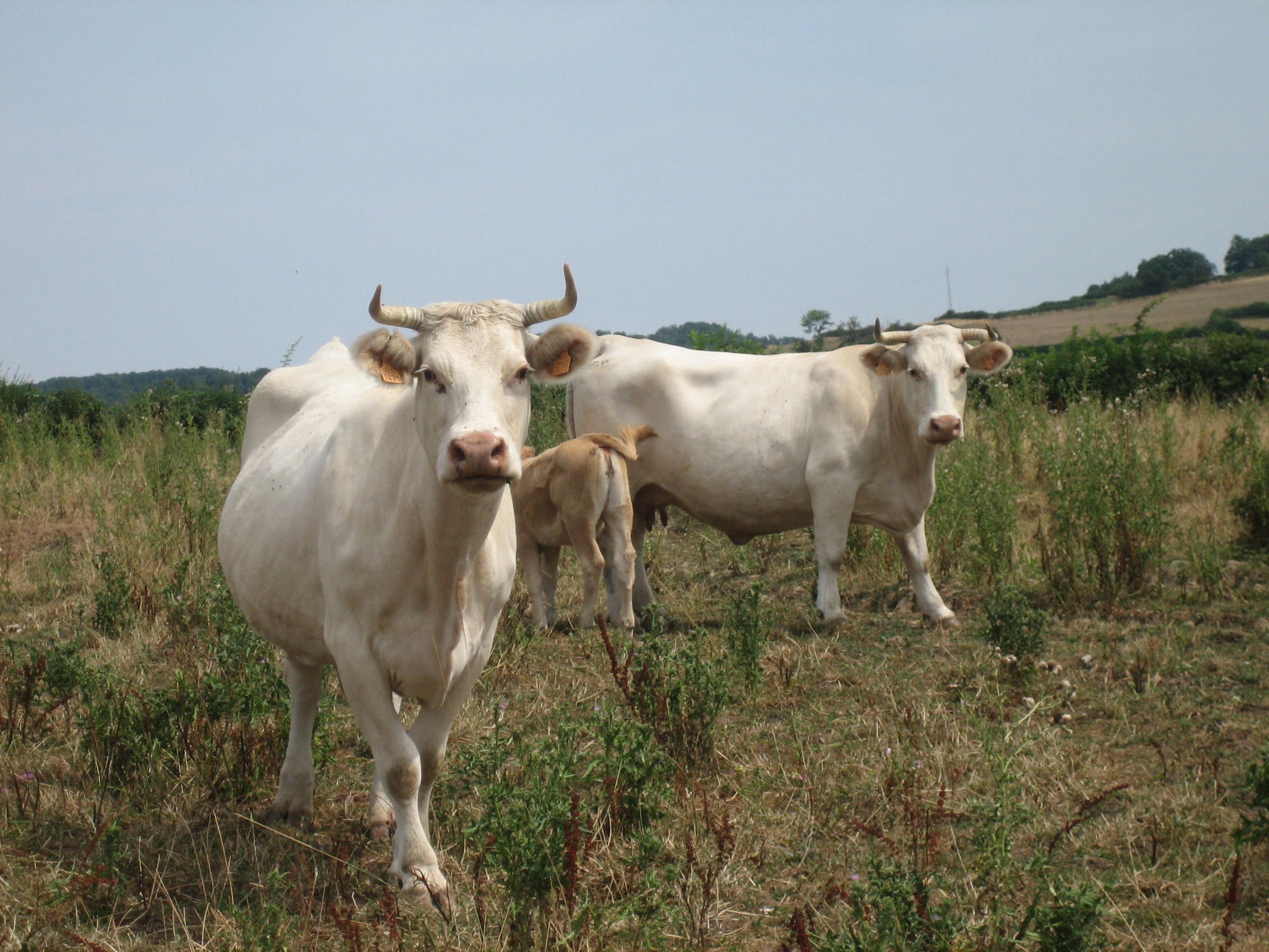 Cow_white_morvan.jpg