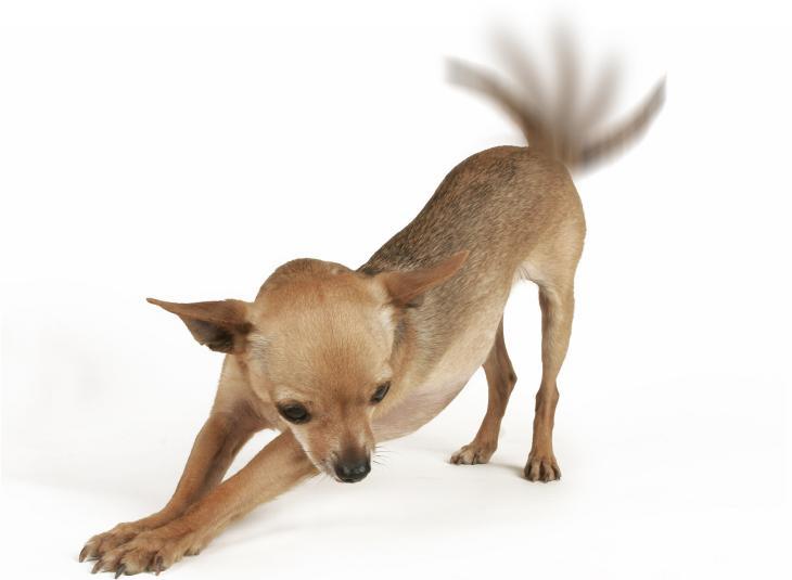 Por-qué-los-perros-mueven-la-cola-3 (1).jpg