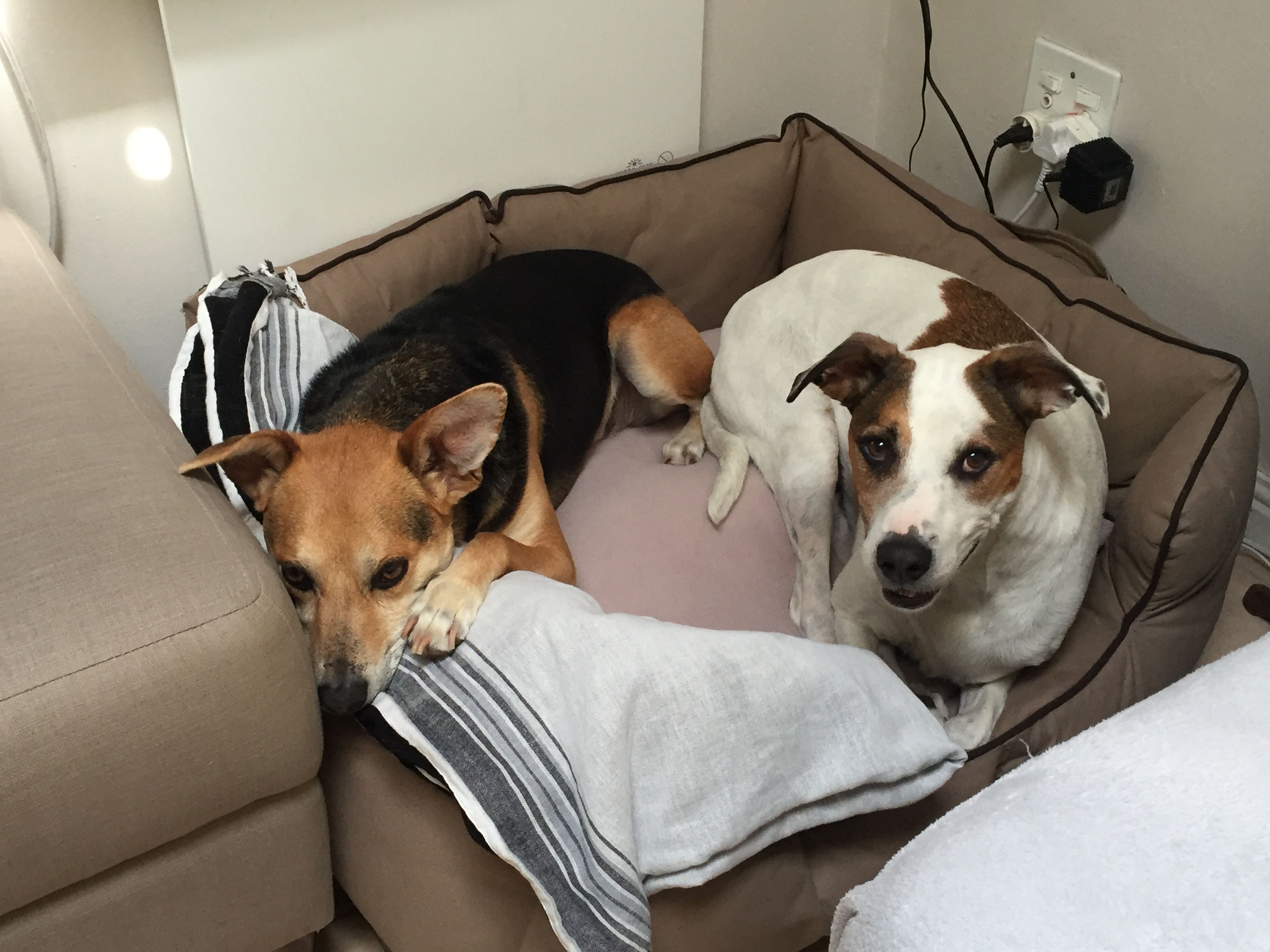 Kip & Khaya - Same bed.JPG