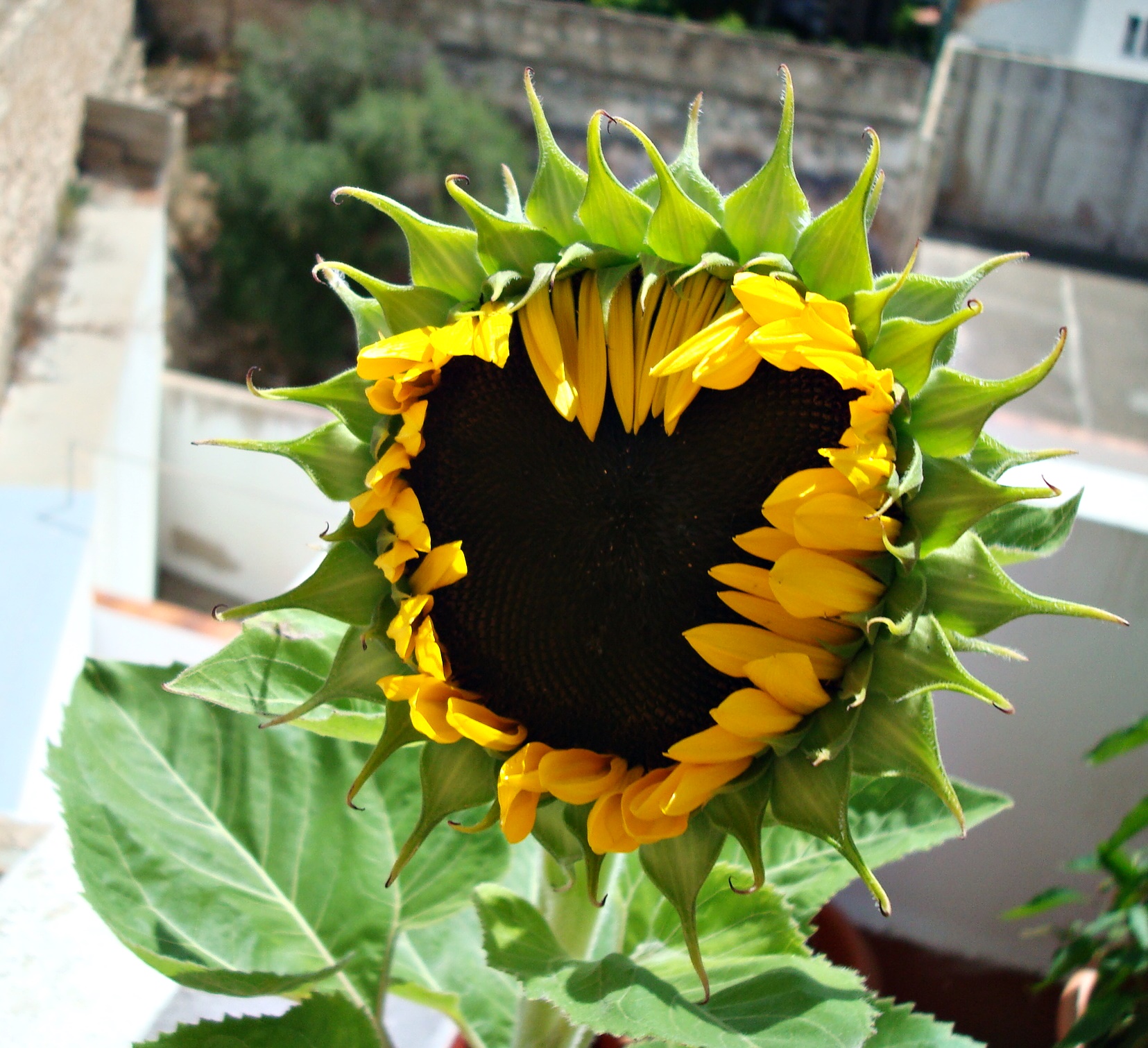 girasol 4.JPG