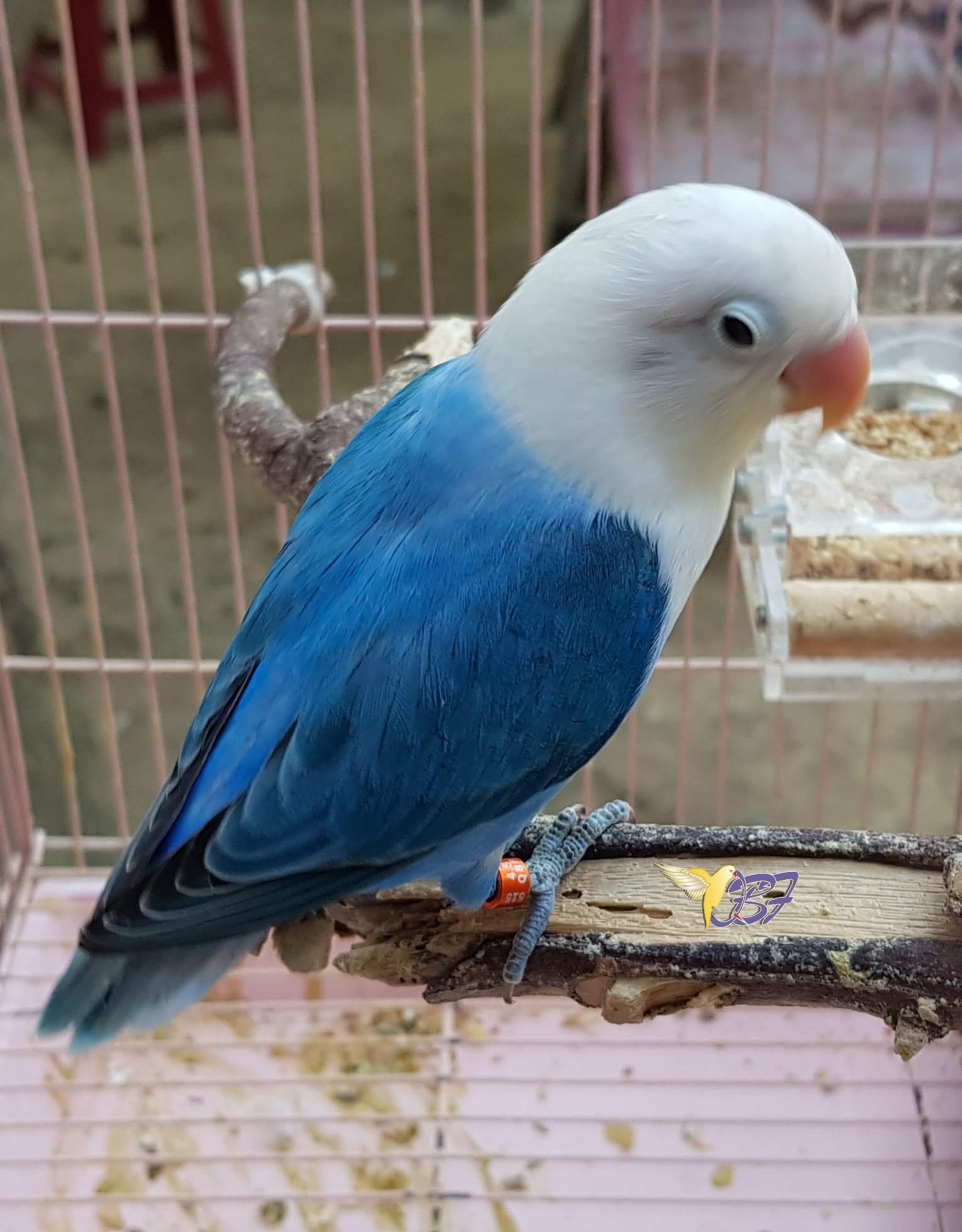 blue lovebird