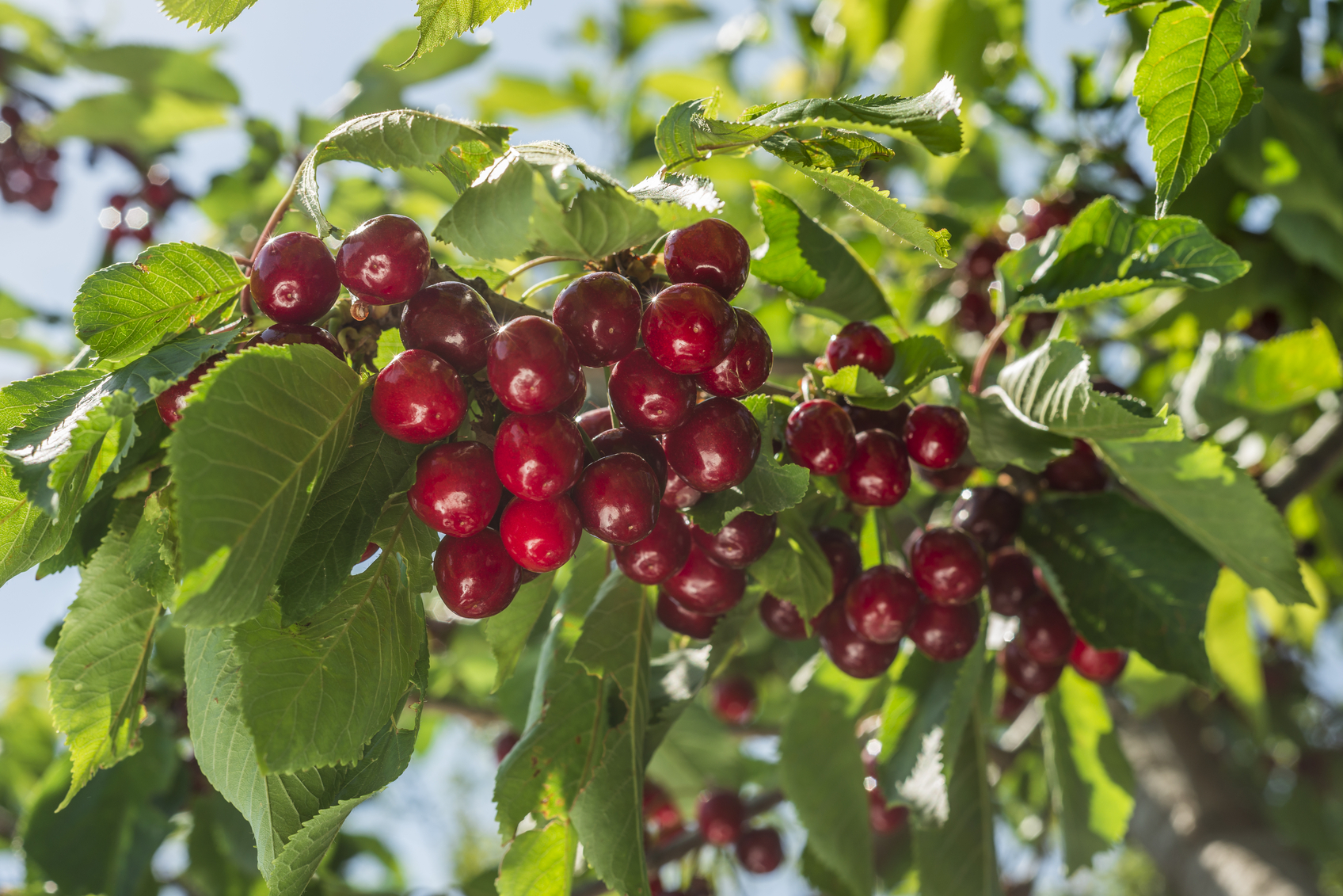 cherry-fertilizer.jpg