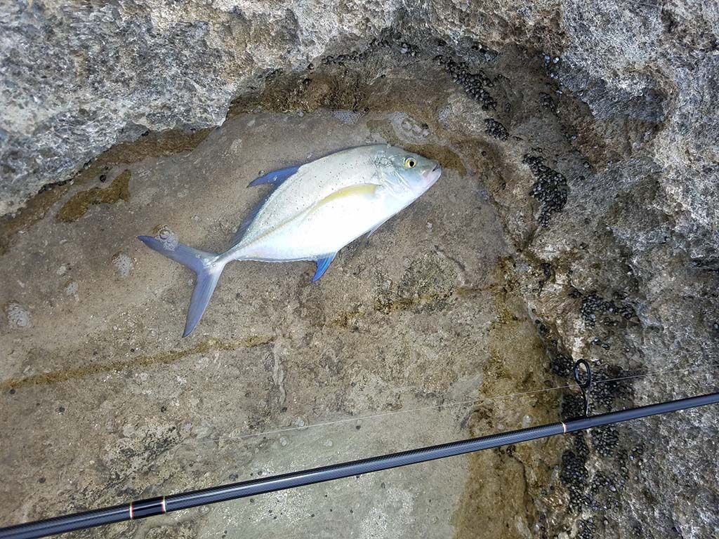 Found myself in a papio top-water feeding frenzy last night. Fun stuff, all  catch and release. Here's an omilu from the bunch. : r/Fishing