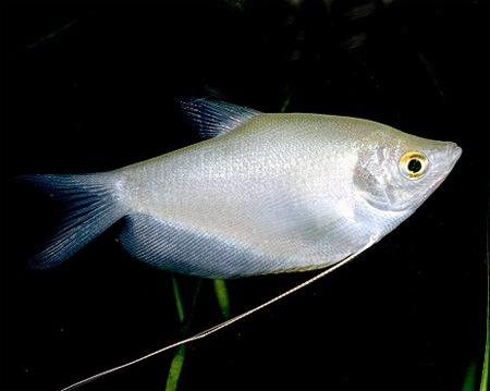 gourami-lune-02-1.jpg