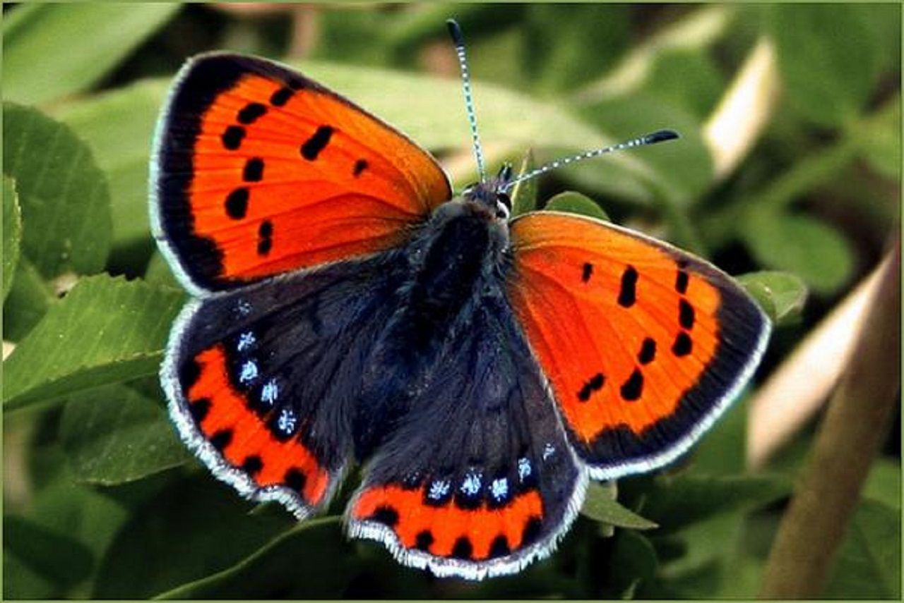 Butterfly16.jpg