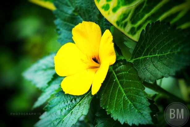 yellow-flower-2-1366614315WPV-01.jpeg