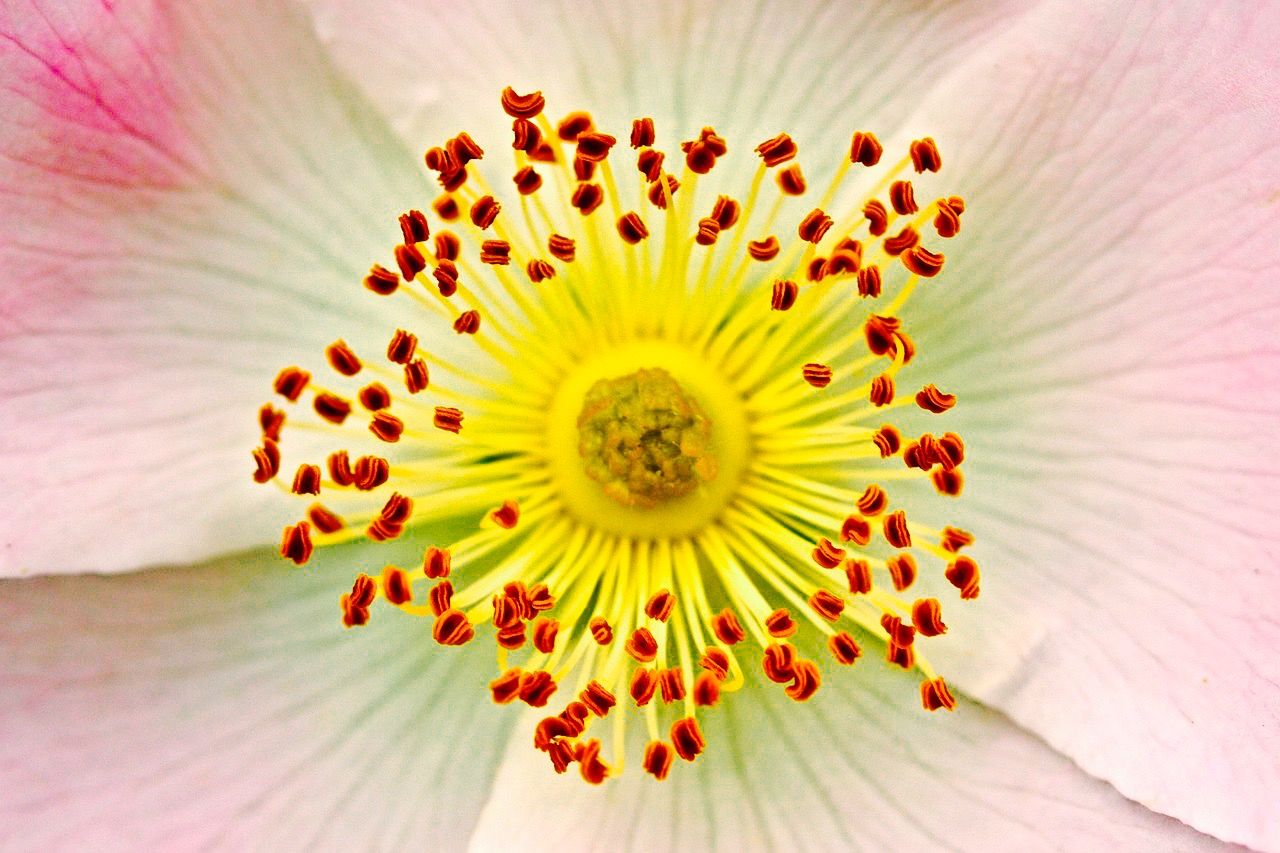 Interior-Pollen-Flower-2321431 (1).jpg