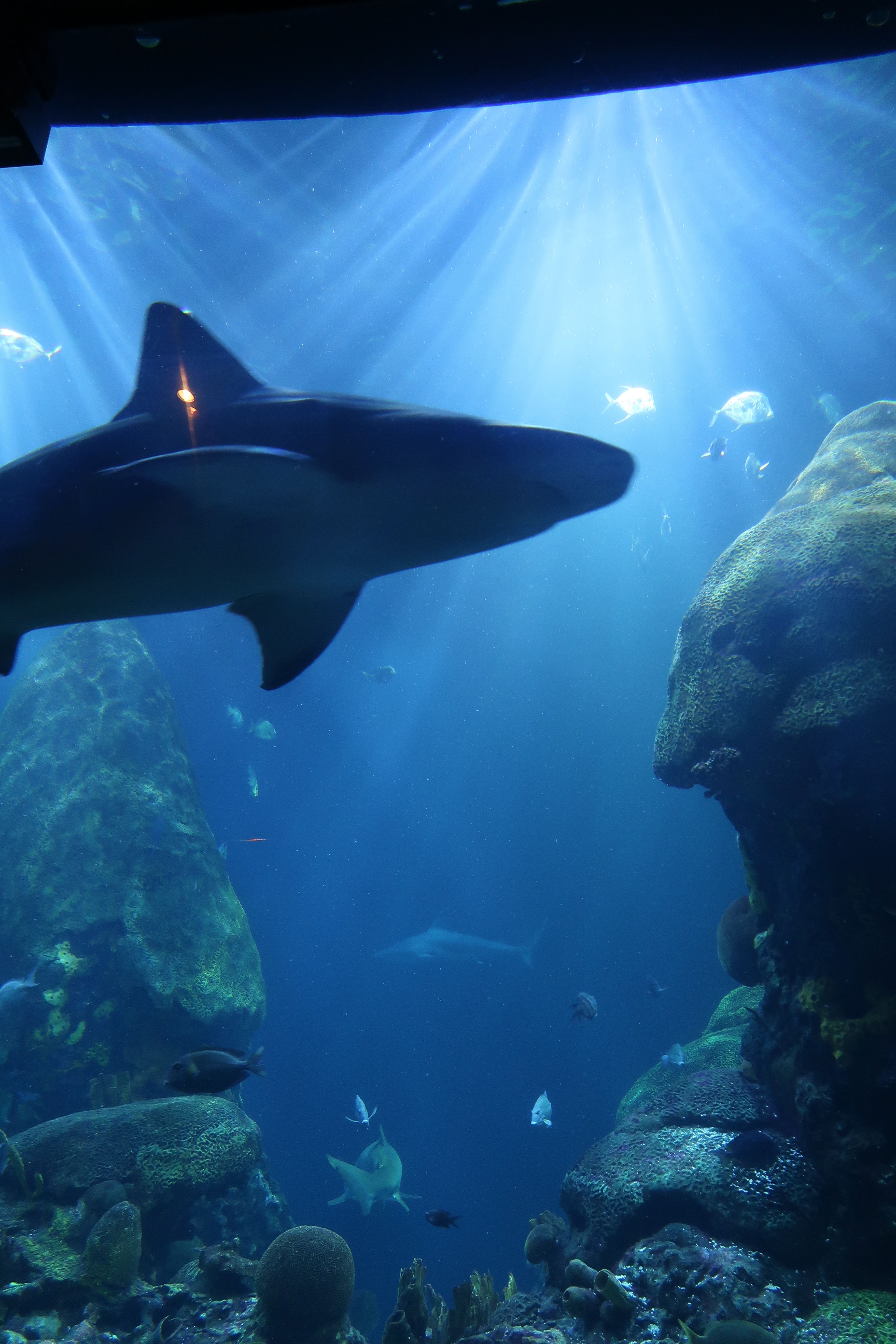 Majestic shark The Tennessee Aquarium in Chattanooga.JPG