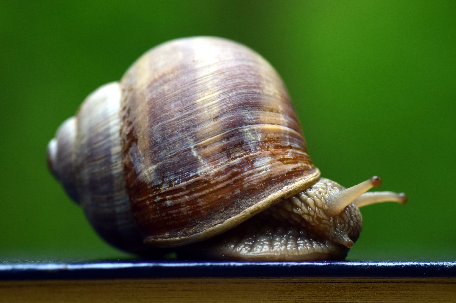 snail-2308761_1920.jpg