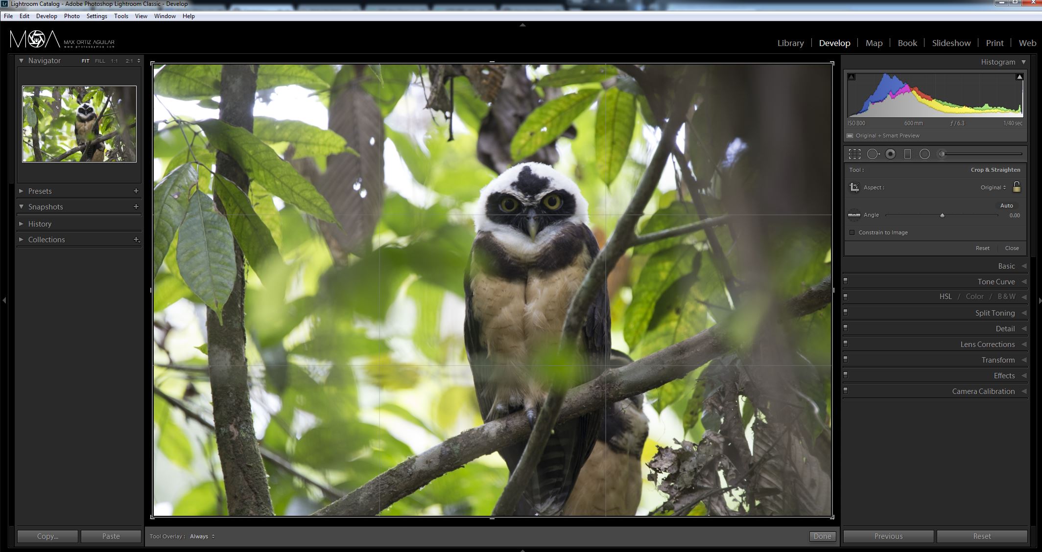 Spectacled Owl Preview.JPG