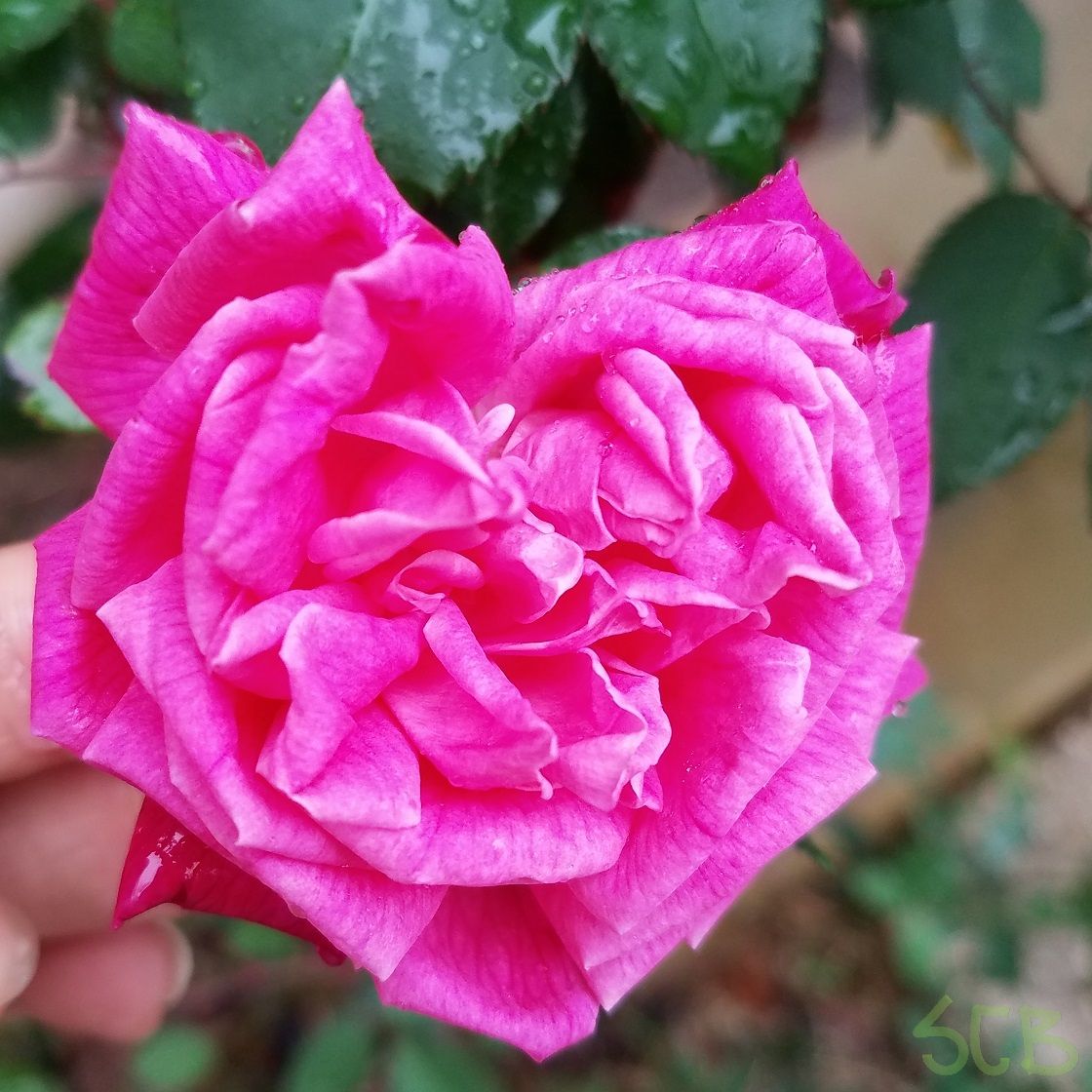 steemit-enternamehere-poetry-verse_therapy-session1-today-rose-pink.jpg